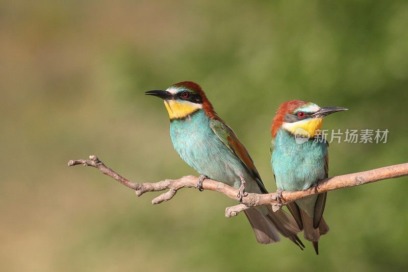 欧洲食蜂鸟(Merops apiaster) -一对